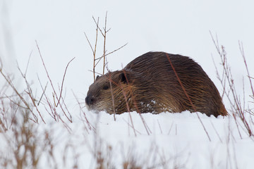 Beaver, gathering food in winter