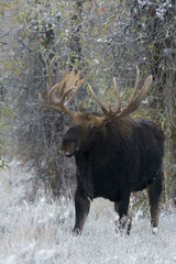 Shiras Bull Moose, Autumn Snow
