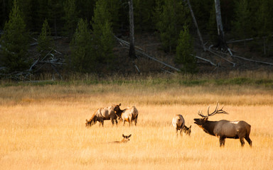 Naklejka na ściany i meble USA, Wyoming, Yellowstone National Park, Bull elk bugling (Wapiti)