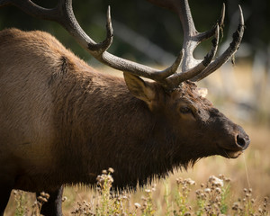 Mud covered antlers on a Rocky mountain bull elk in rut, Cervus elaphus, Madison River, Yellowstone National Park, Wyoming