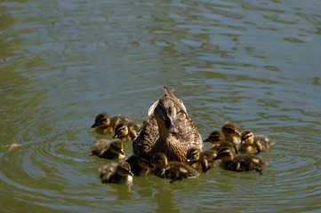 Mallard with ducklings (Anas platyrhynchos) Wyoming. USA