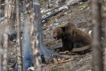 Grizzly or Brown Bear (Ursus arctos) feeding on young elk Yellowstone National Park. Wyoming.