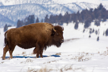 USA, WY, Yellowstone NP, American Bison (Bison bison)