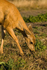 USA, WA, Whidbey Island, Fort Casey State Park. Columbian Black-tailed doe grazing Fort Casey State Park