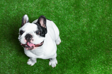 French bulldog on green grass, above view. Space for text