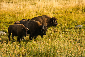 Bison feeding, Lamar Valley, Yellowstone National Park, Wyoming, USA