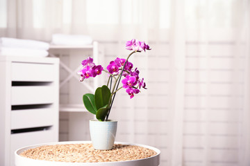 Flowerpot with blooming orchid on table indoors, space for text