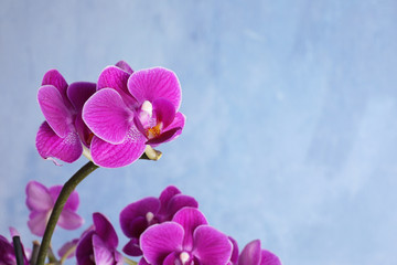 Beautiful blooming orchid on blue background. Space for text