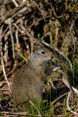 Uinta Ground Squirrel (Citellus armatus) Grand Teton National Park Wyoming. USA