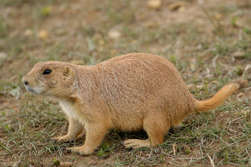 Blacktail Prairie Dogs (Cynomys ludovicianus) Devil's Tower National Monument. Wyoming. USA