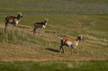 Pronghorn (Antilocapra americana) Wyoming. USA