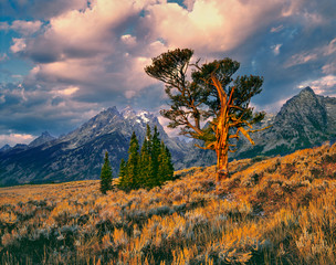 USA, Wyoming, Grand Teton NP. Sunrise greets a lone cedar tree in Grand Teton N.P., Wyoming.