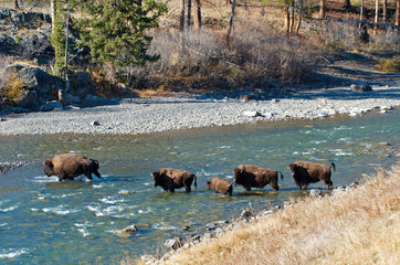 American bison (bison bison) ford the Lamar River in Yellowstone National Park.