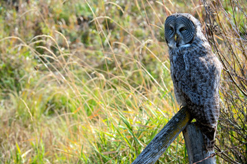 A juvenal Great Grey Owl, the largest owl in the world, is distributed ac ross the Northern Hemisphere.