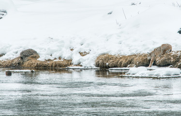 Bobcat Stalking a Muskrat, Yellowstone National Park, WY