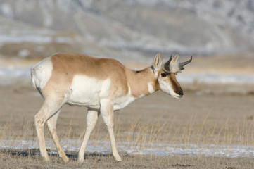 Naklejka na ściany i meble USA, WY, Yellowstone NP, Pronghorn Antelope (Antilocapra americana)