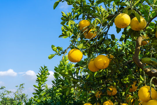 Ripe pomelo fruits hang on the trees in the garden.