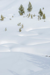 USA, Wyoming, Yellowstone National Park, Snowy Landscape
