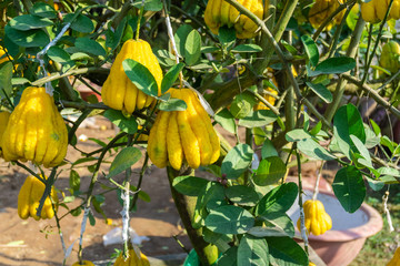 Yellow Organic Buddhas Hand Citrus Fruit with Fingers