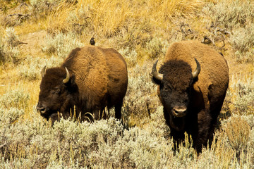 Fototapeta premium Bison pair, Lamar Valley, Yellowstone National Park, Wyoming, USA