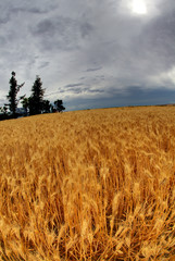 USA, Washington. Rolling hills of ripe wheat.