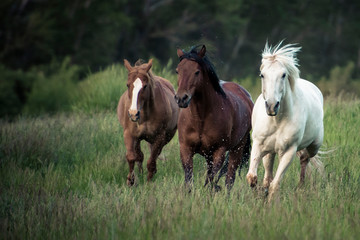 Three horses running through a green grassy field