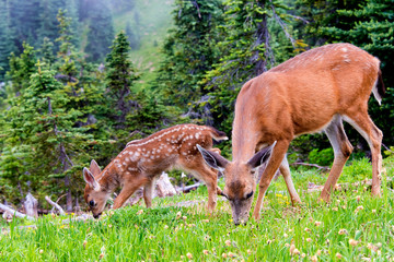USA, Washington State, Olympic National Park doe and fawn graze in wildflower meadow