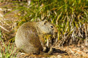 Flagg Ranch, Wyoming, Columbian Ground Squirrel emerging from burrow
