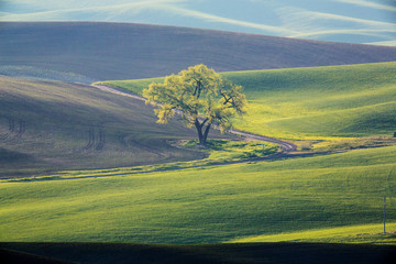 USA, Washington State, Palouse, Lone Tree in Wheat Field