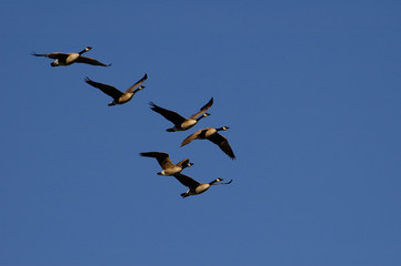 Obraz premium Canada Geese (Branta canadensis) Grand Teton National Park Wyoming. USA