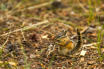 Least Chipmunk Foraging on the ground in Flagg Ranch, Wyoming