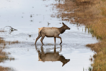 Elk (Cervus Elaphus) cow female crossing stream, Yellowstone National Park, Wyoming