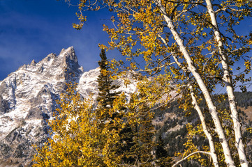 USA, Wyoming, Grand Teton NP. Autumn color compliments the snowy, jagged peaks in Grand Teton...