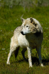 Gray Wolf (Canis lupus) also known as Timber Wolf. Bear World, Wyoming. USA