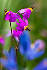 USA, Washington, Columbia Gorge, Shooting Stars in Spring Bloom.