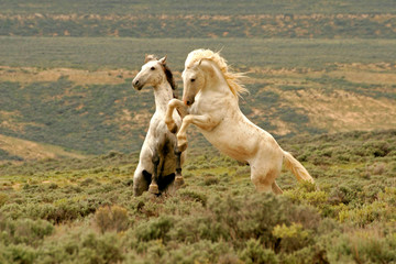 USA, Wyoming, Carbon County. Two wild stallions fight for dominance. Credit as: Cathy & Gordon Illg / Jaynes Gallery / DanitaDelimont.com