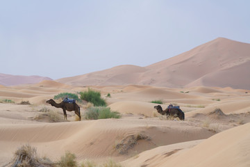 Dromedary in Sahara desert in Marocco