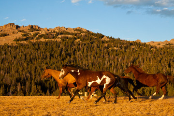 USA, Wyoming, Shell, Heard of Horses Running in the Golden Afternoon Light