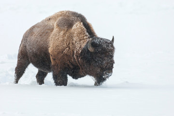 USA, Wyoming, Yellowstone National Park. Bison walking in snow.  - Powered by Adobe