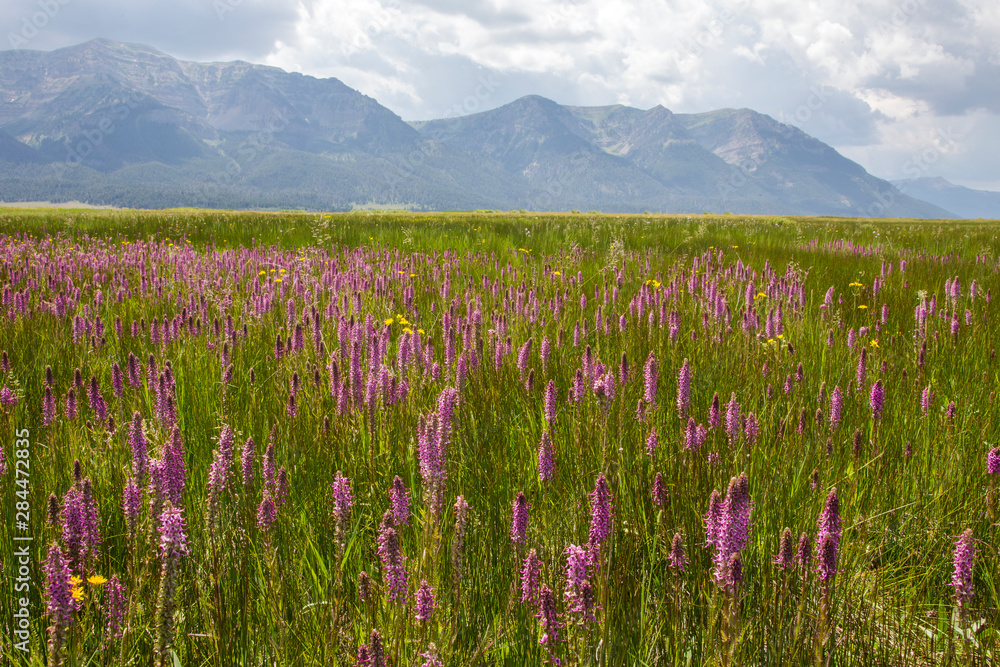 Canvas Prints USA, Montana, Red Rock Lakes National Wildlife Refuge, Elephanthead wildflowers blooming with the Centennial Mountains as a backdrop