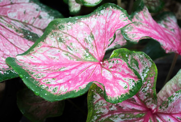 Tropical leaf with droplets texture lined pattern background in forest,red and green plant,spring season