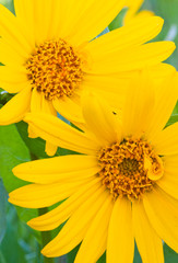 Wyoming, Sublette County, Close-up of two Arrow leaf Balsamroot flowers in bloom.