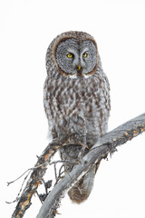 Wyoming, Sublette County, Great Gray Owl portrait.