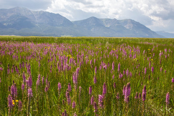 USA, Montana, Red Rock Lakes National Wildlife Refuge, Elephanthead wildflowers blooming with the Centennial Mountains as a backdrop