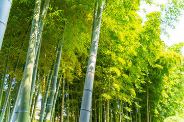 Fototapeta premium 竹林