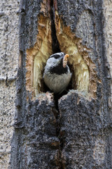 USA, Wyoming, Sublette County, Mountain Chickadee at nest cavity in aspen with insect for young