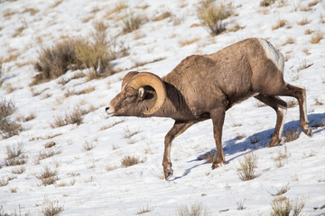 Wyoming, National Elk Refuge, Bighorn Sheep Ram posturing on snowy hillside.