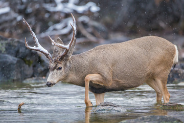 USA, Wyoming, Sublette County, Mule Deer buck wades across a creek in a snowstorm during fall migration.