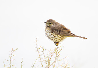 Wyoming, Lincoln County, Sage Thrasher roosting on bush.