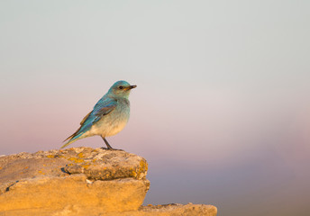 Wyoming, Sublette County, Mountain Bluebird male with insect in mouth for young